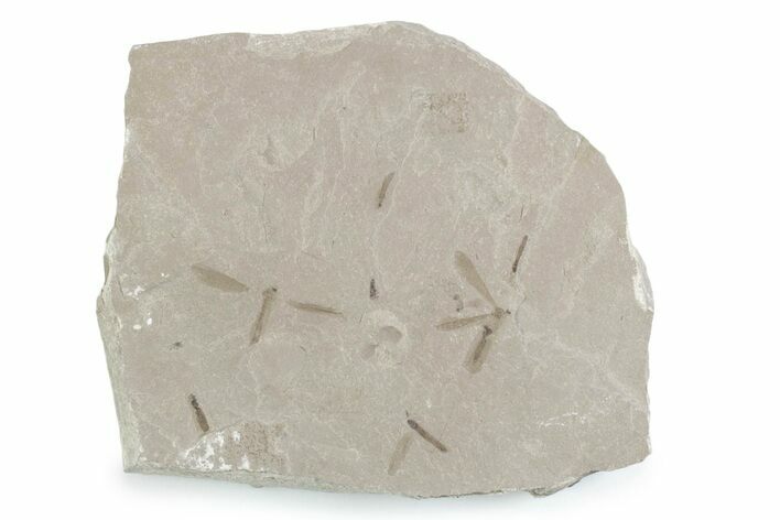 Crane Fly (Tipulidae) Mortality Plate - Green River Formation #360308
